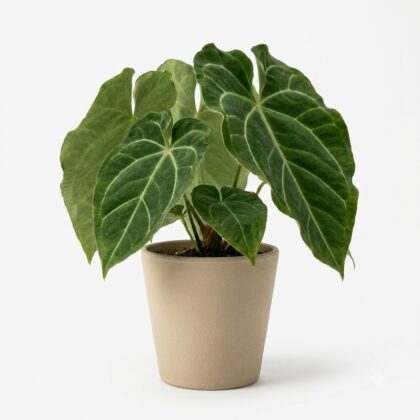 Anthurium copense