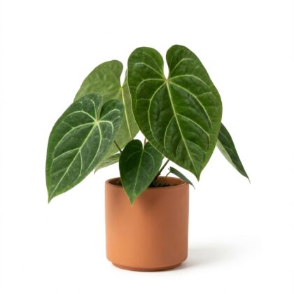 Anthurium cordatum