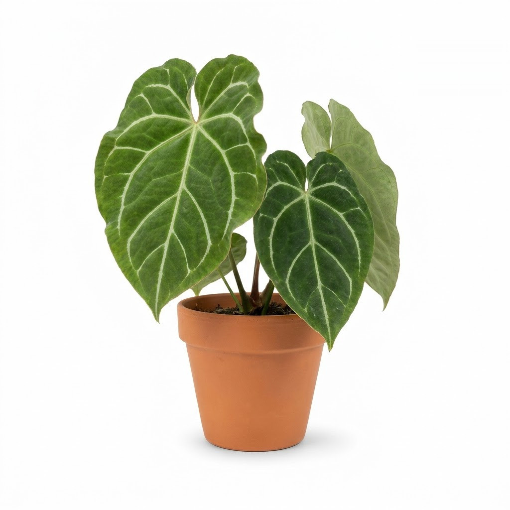 Anthurium cordobense in a terracotta pot against a white background.