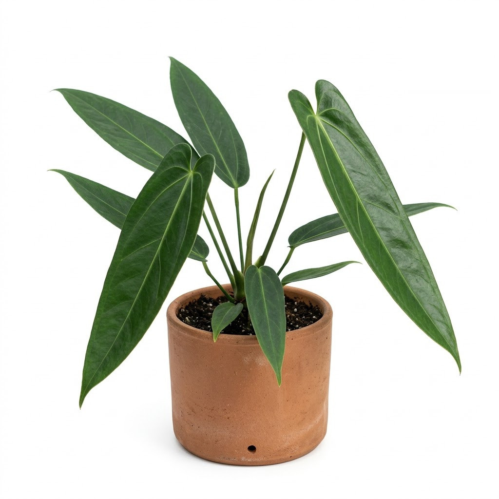 Anthurium cordulatum