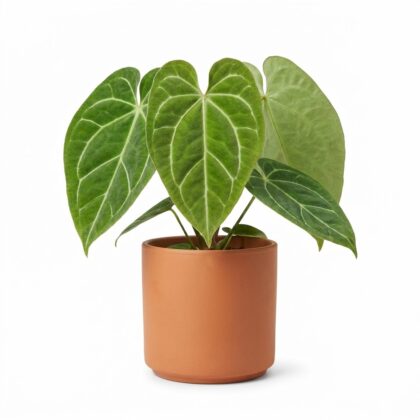 Anthurium cornejoi
