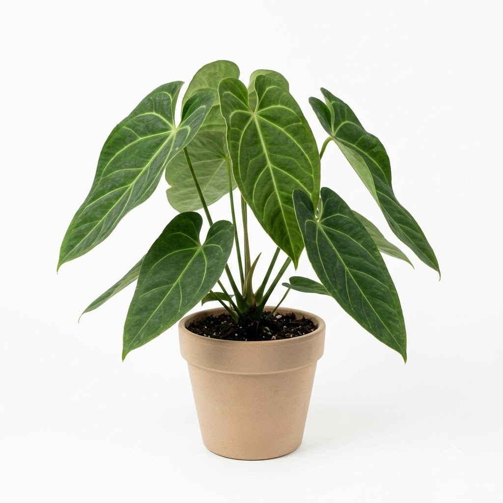Anthurium cucullispathum