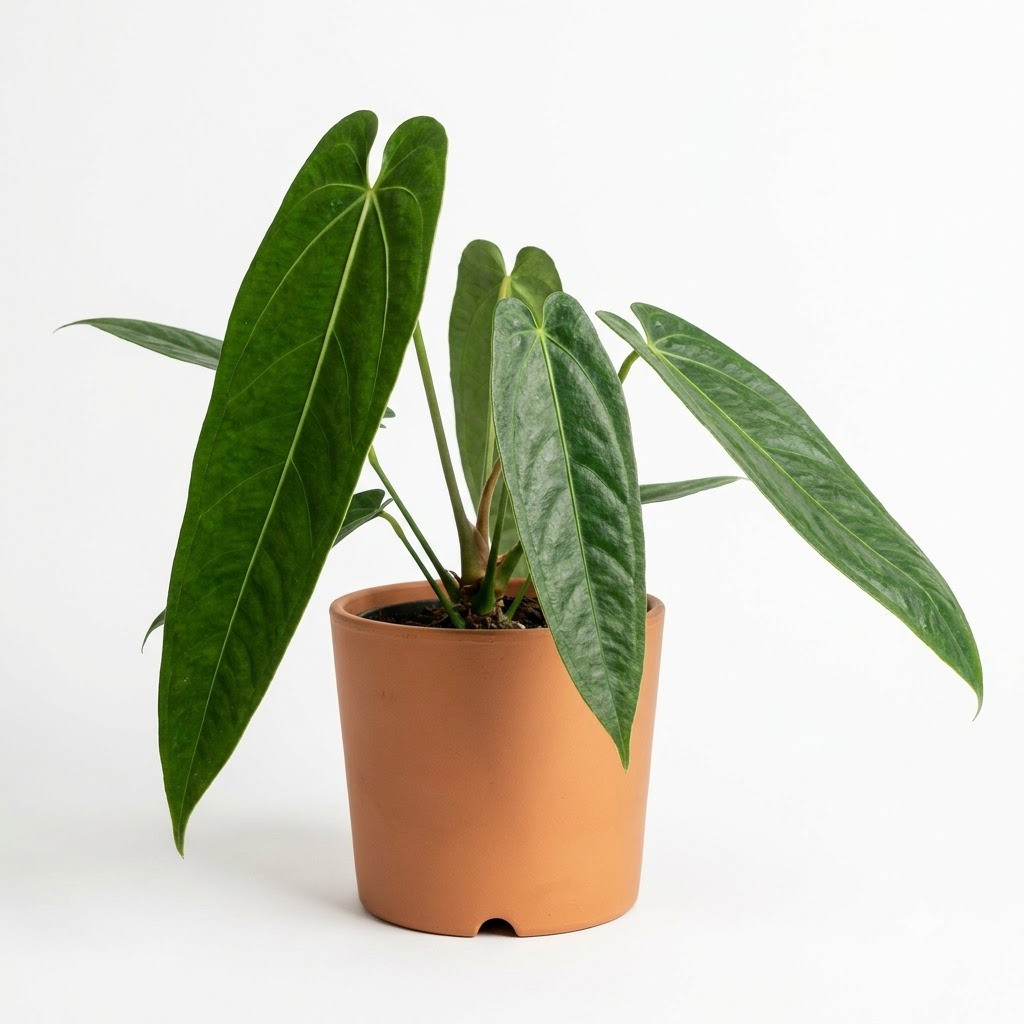 Anthurium acanthospadix - Image 2