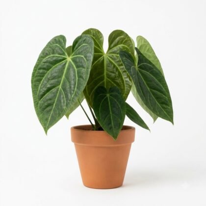 Anthurium curicuriariense