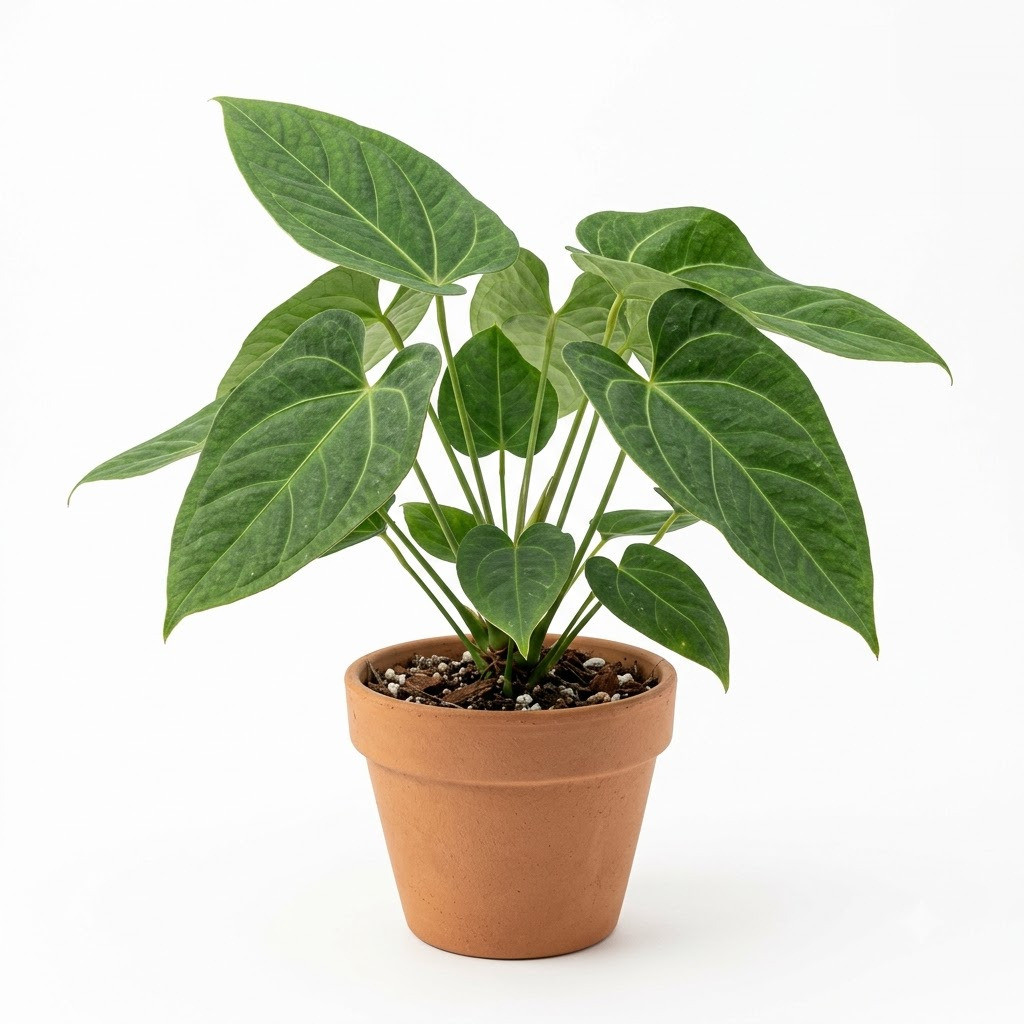 Anthurium cuspidiferum - Image 2