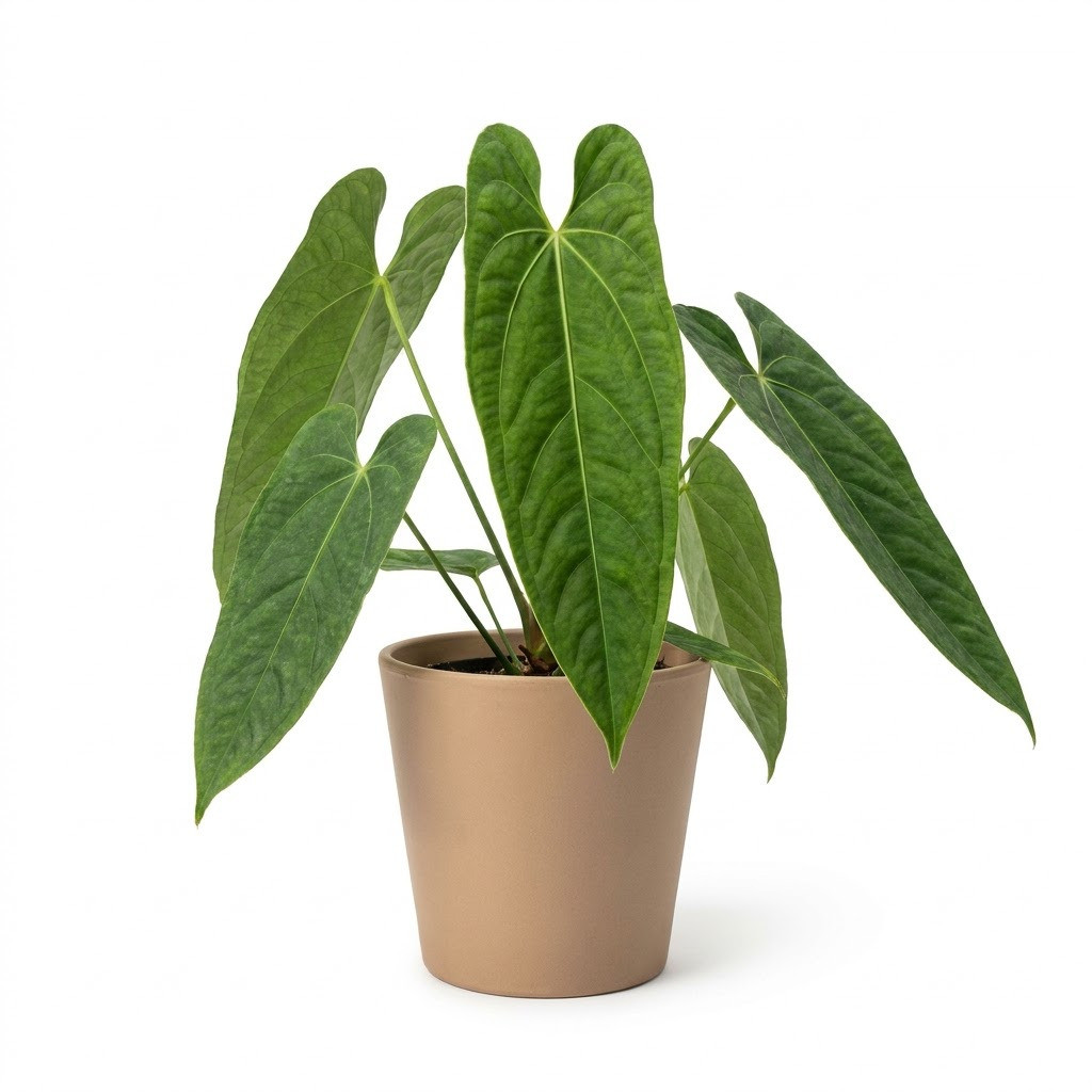 Anthurium cuspidiferum