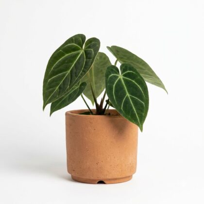 Anthurium cuyabenoense