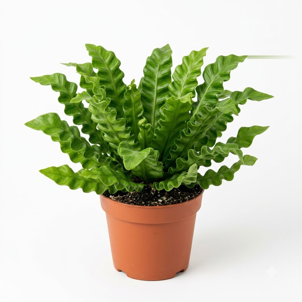 Asplenium_Crispy_Wave_in_pot_202609071237