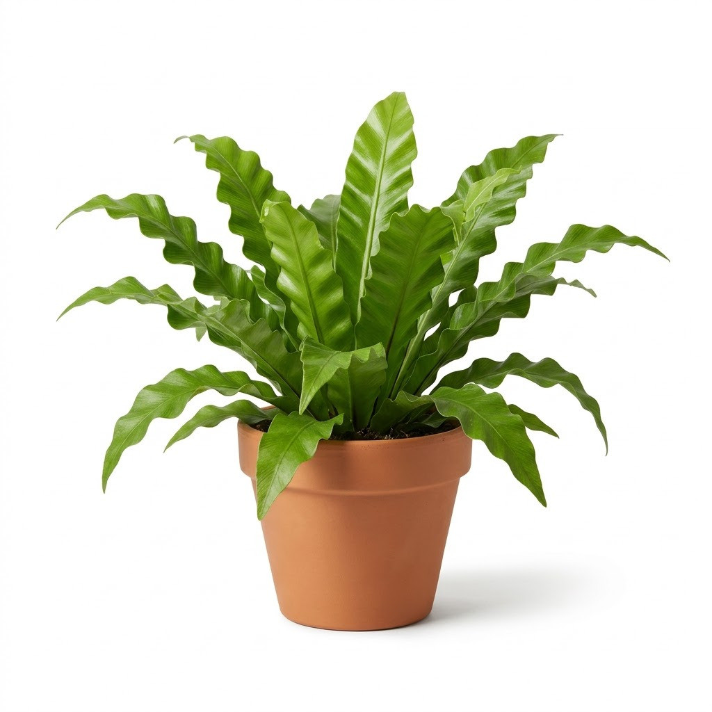 Asplenium_Leslie_plant_in_pot_202609071237