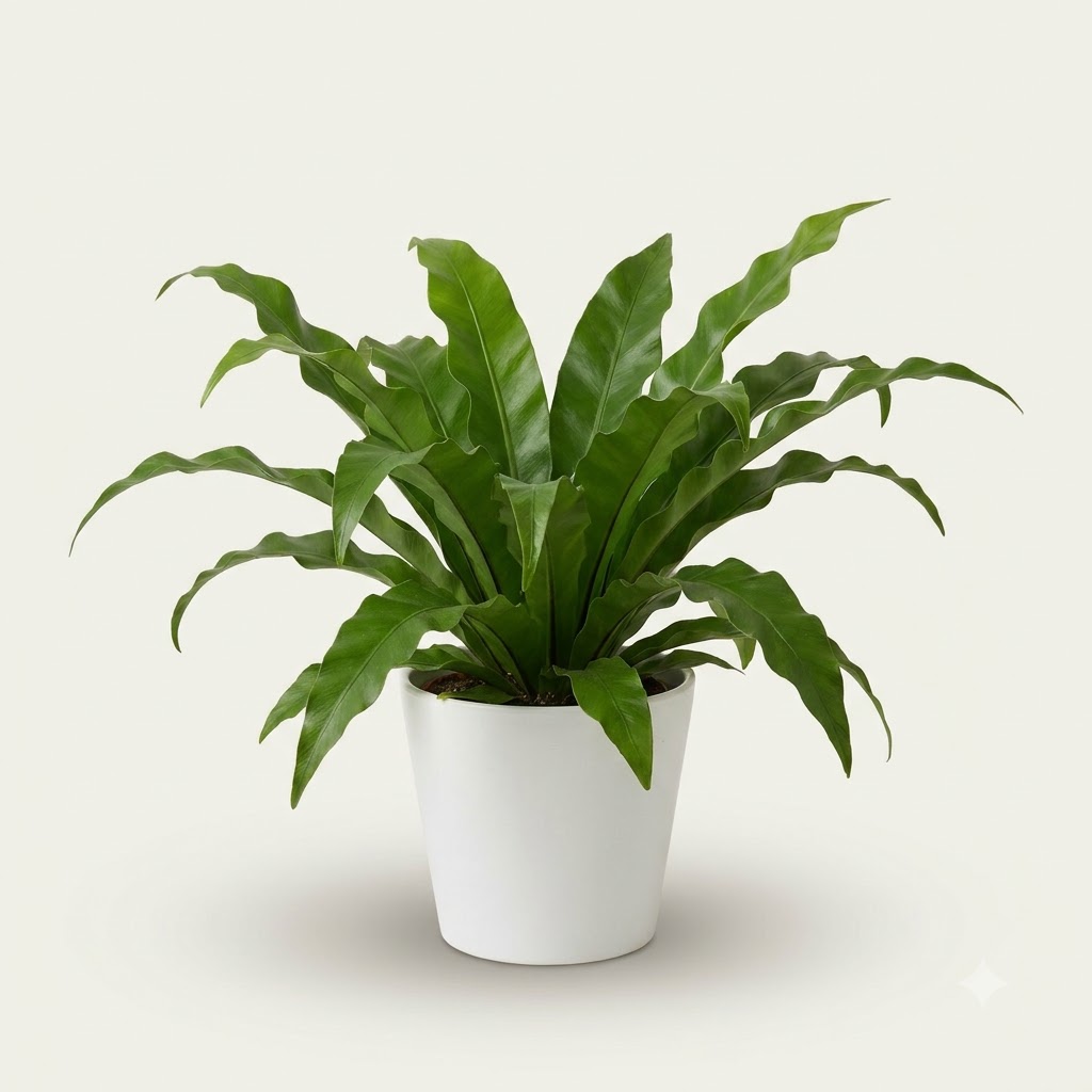 Asplenium fern in a simple white ceramic pot against a plain light background.