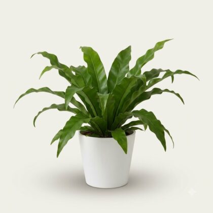 Asplenium fern in a simple white ceramic pot against a plain light background.