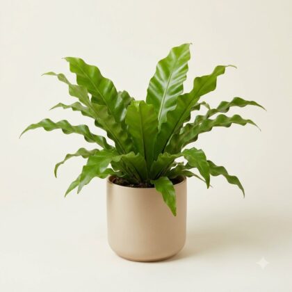 Asplenium Nidus Osaka