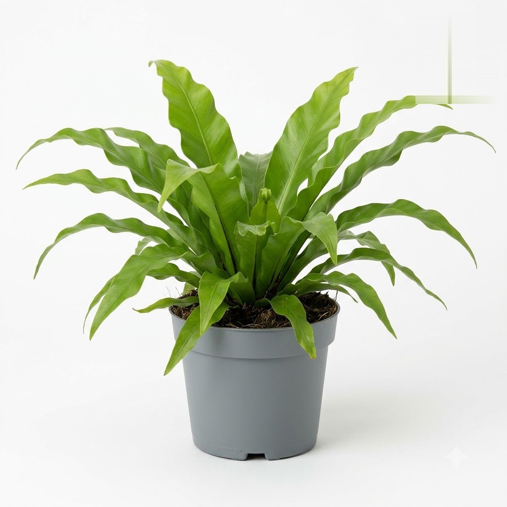 Asplenium_Nidus_plant_in_pot_202609071237