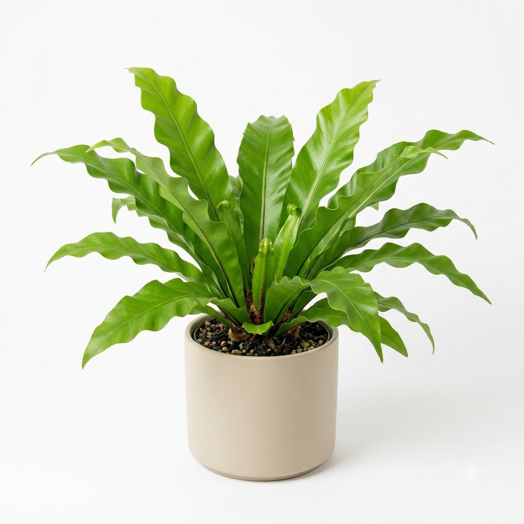 Asplenium_plant_in_nursery_pot_202609071237