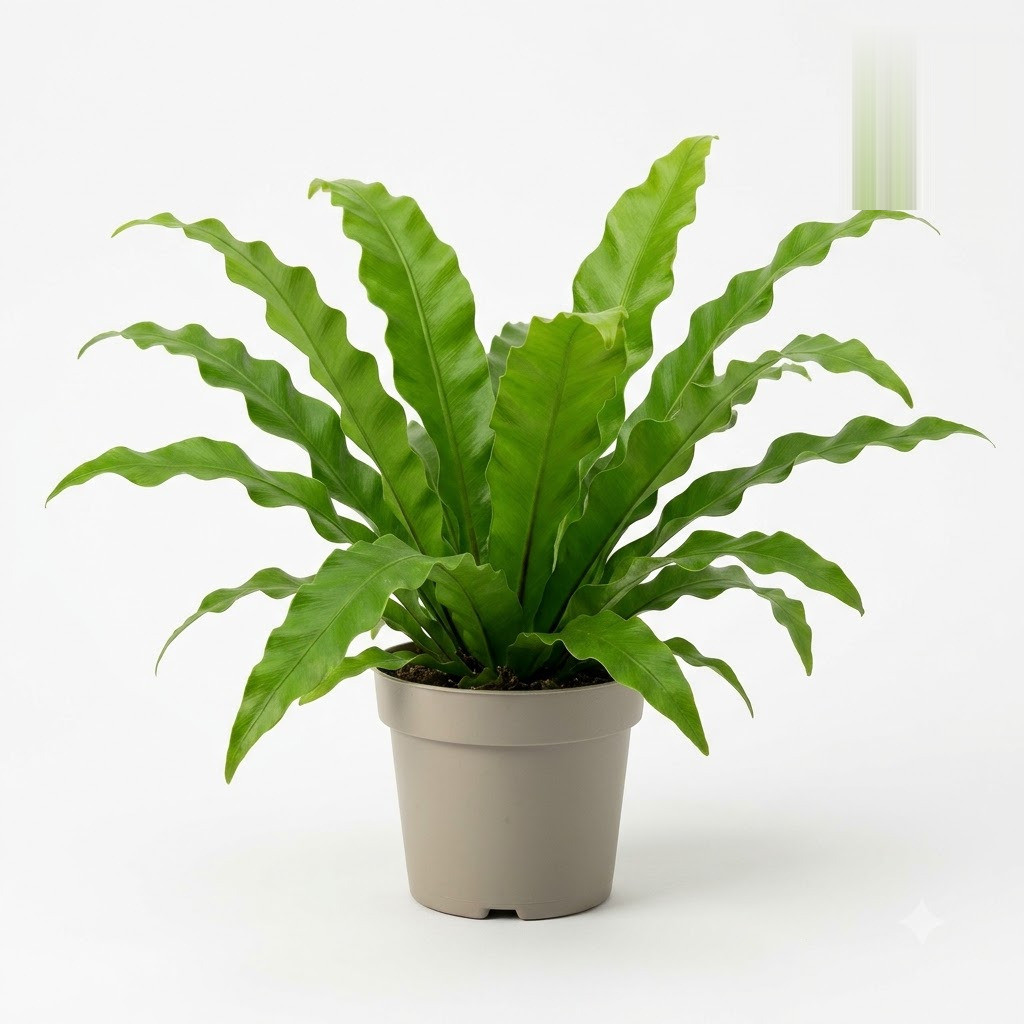 Asplenium_scolopendrium_in_pot_202609071237