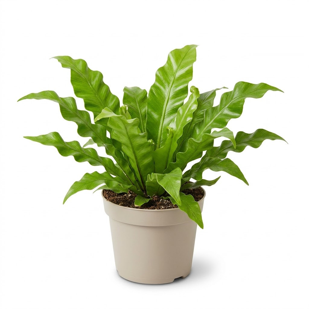 Asplenium_Venus_plant_in_pot_202609071237