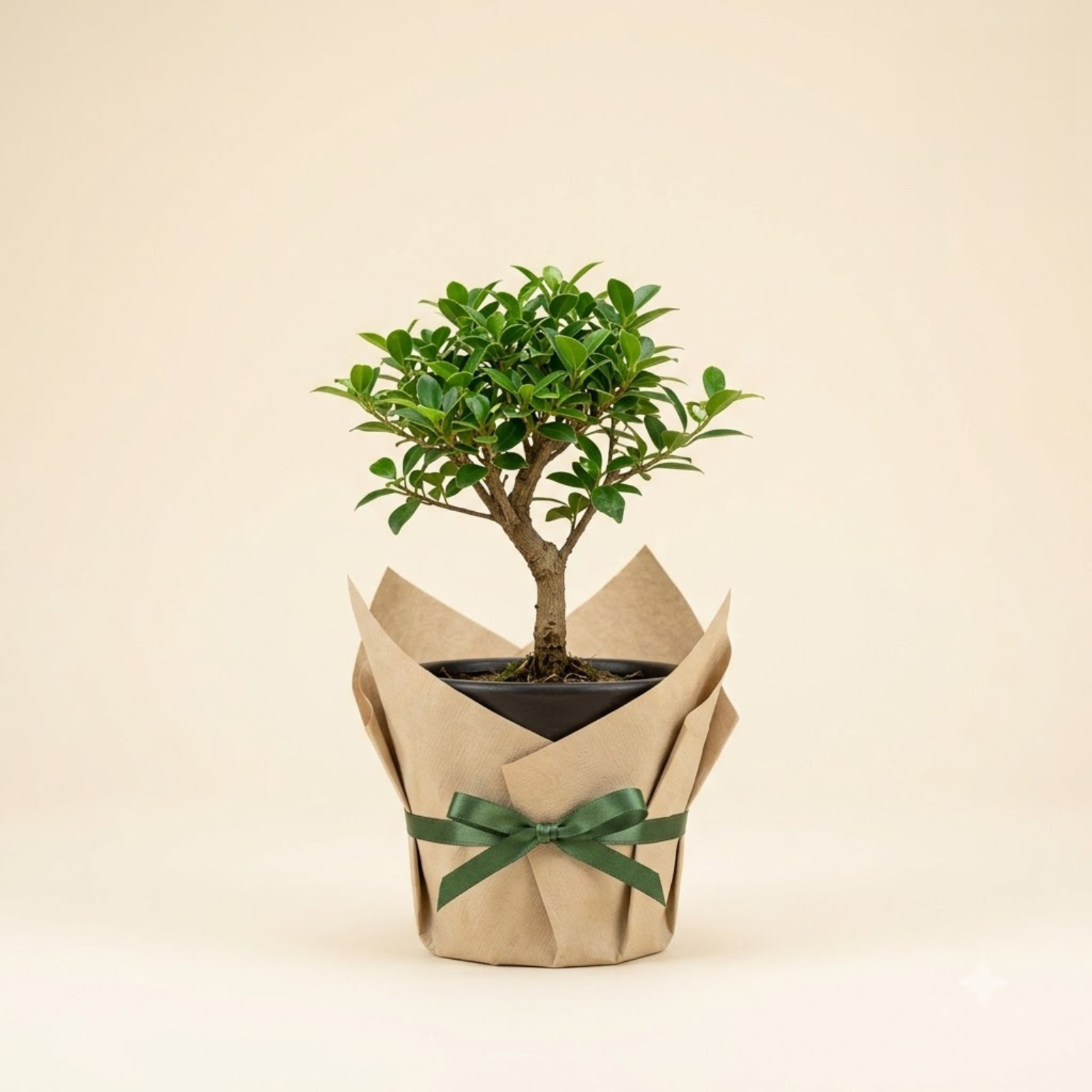 Bonsai Gift Collection - Image 2