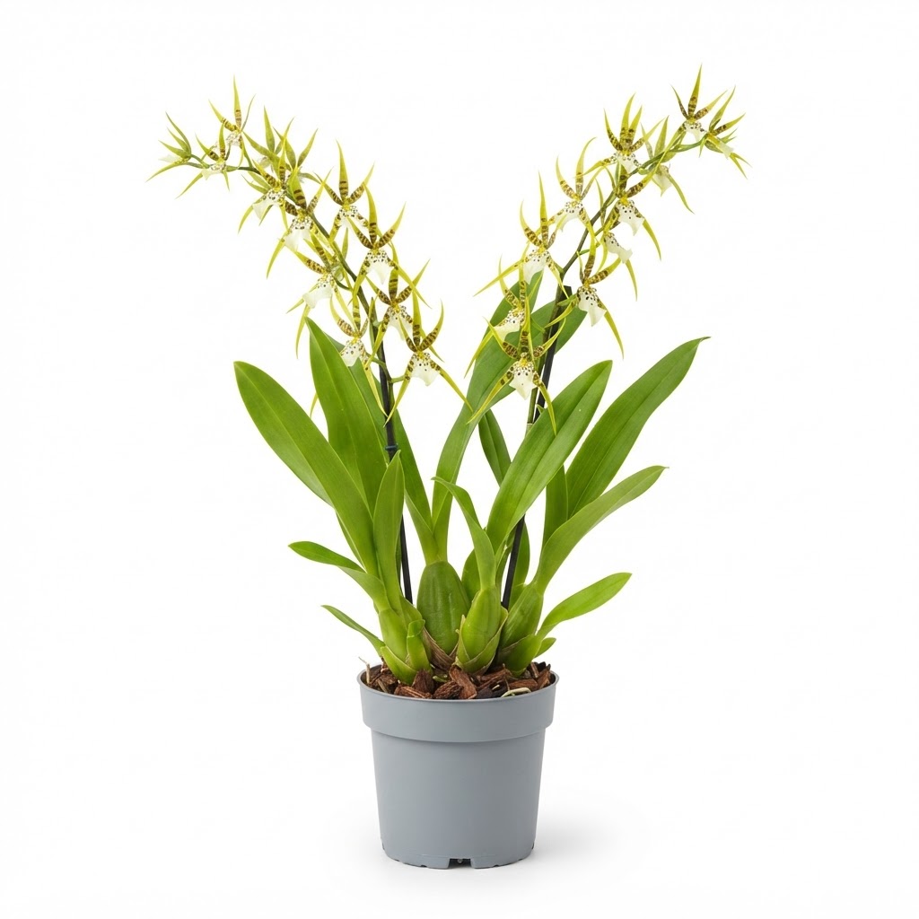 Brassia_Green_orchid_in_pot_202609071237