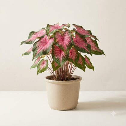Caladium Pink Green Watering Plant