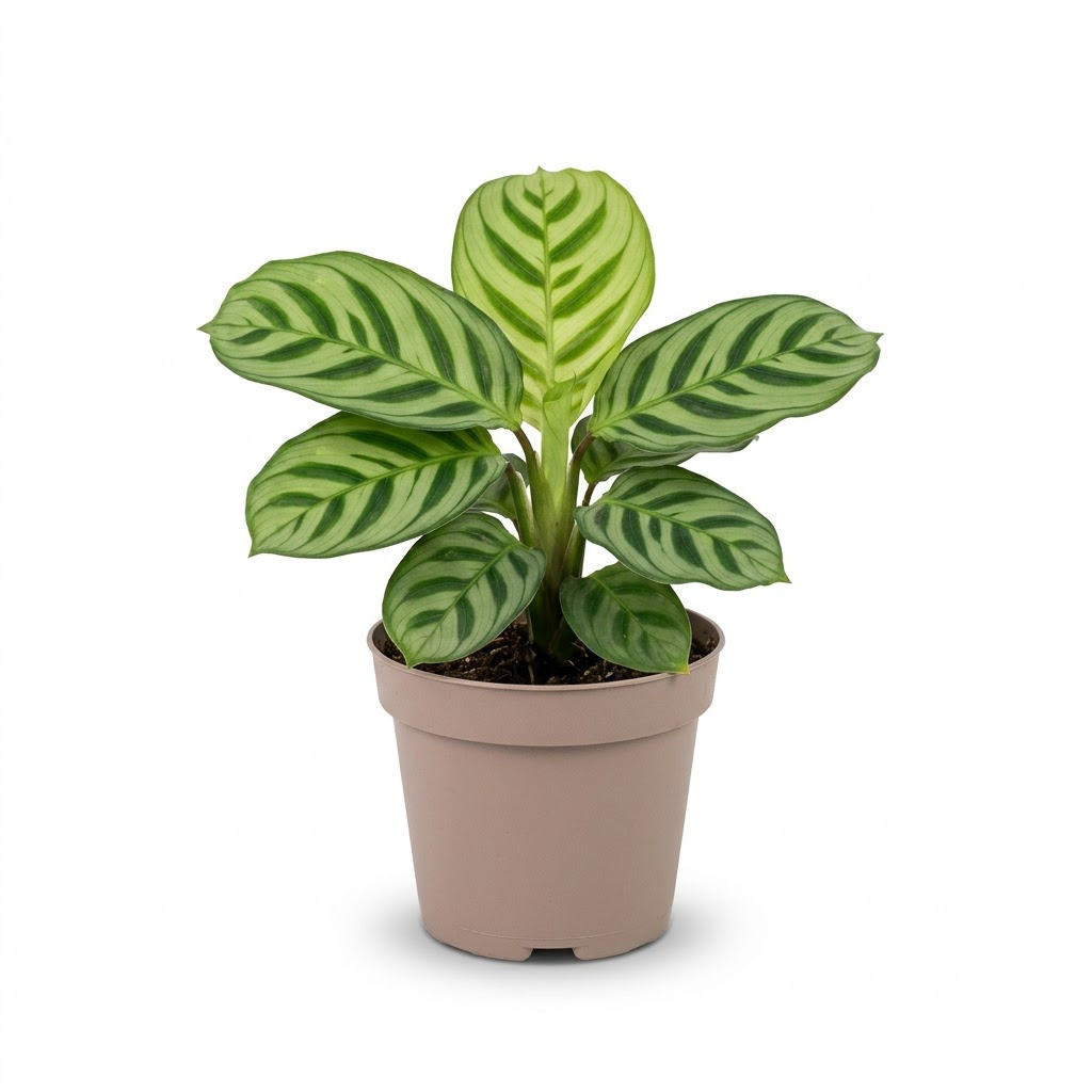 Calathea_Burle_Marxii_in_pot_202609071237
