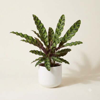 Calathea Goeppertia Insignis houseplant in a white pot against a light background