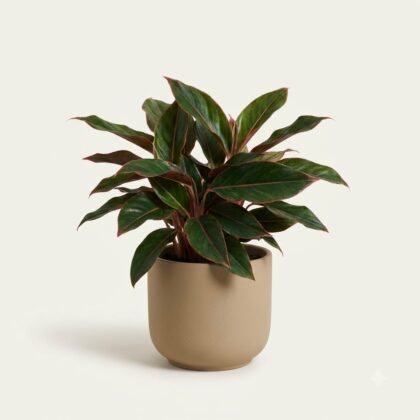 Calathea Green Lipstick
