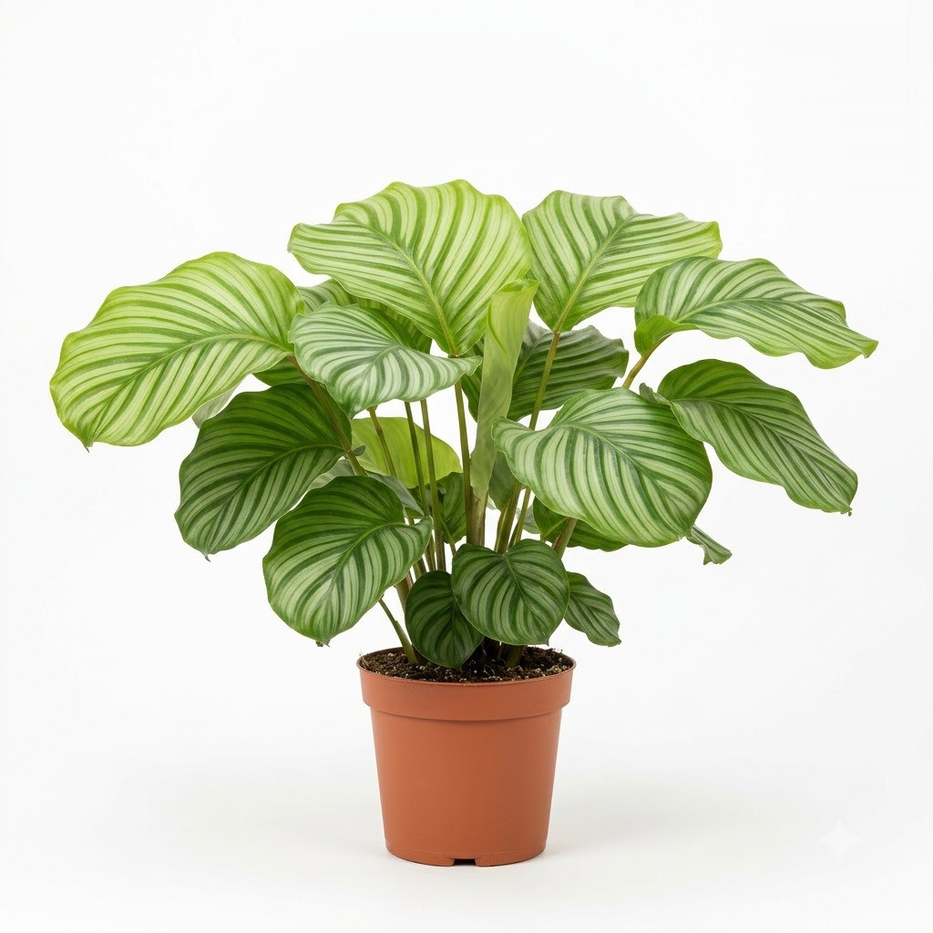 Calathea_Lemon_Lime_plant_photog…_202609071237