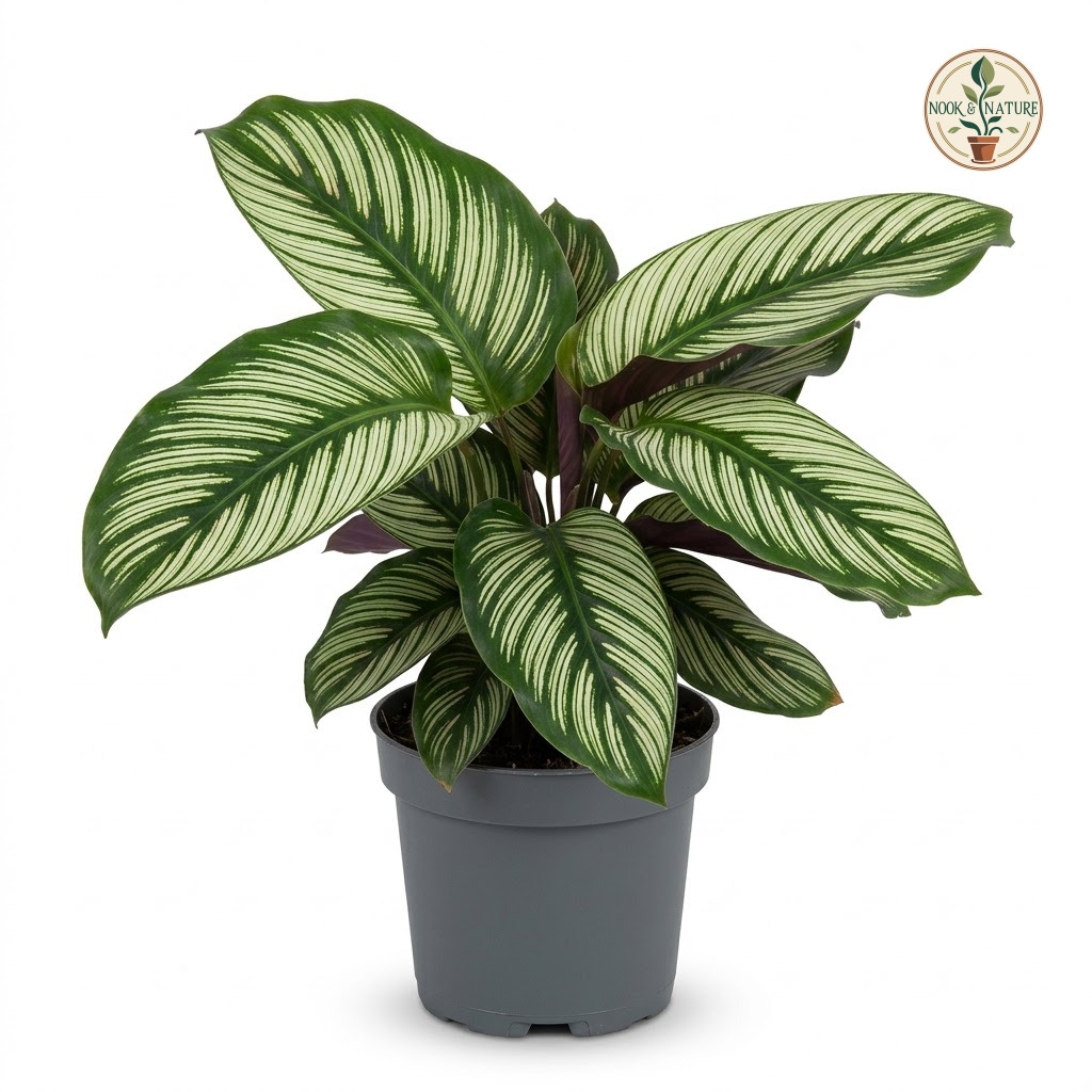 Calathea_Majestica_White_Star_plant_202609071237