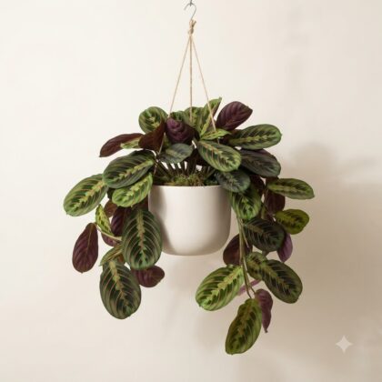 Calathea Red Vein Hanging