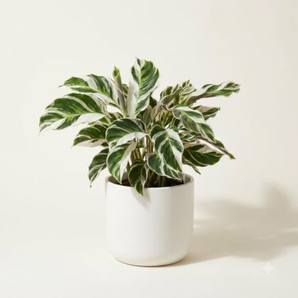 Calathea White Fusion