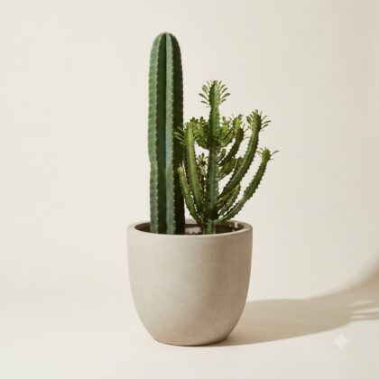 Cereus and Euphorbia planted together in a light gray pot against a neutral background.
