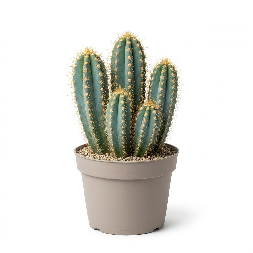 Cereus_Peruvianus_Floridus_cactu…_202609071237