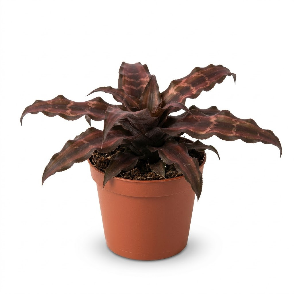 Cryptanthus_Chocolate_plant_in_pot_202609071237