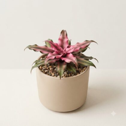 Cryptanthus Pink Starlite