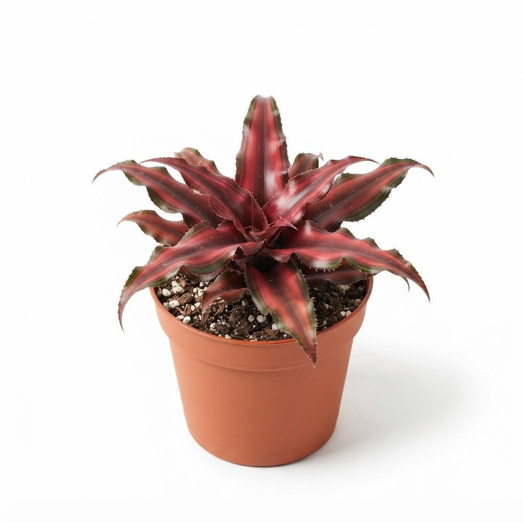Cryptanthus_Red_Star_in_pot_202609071237