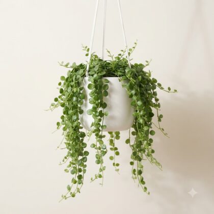 Lush green Dischidia Oiantha hanging plant in a white pot against a plain wall.