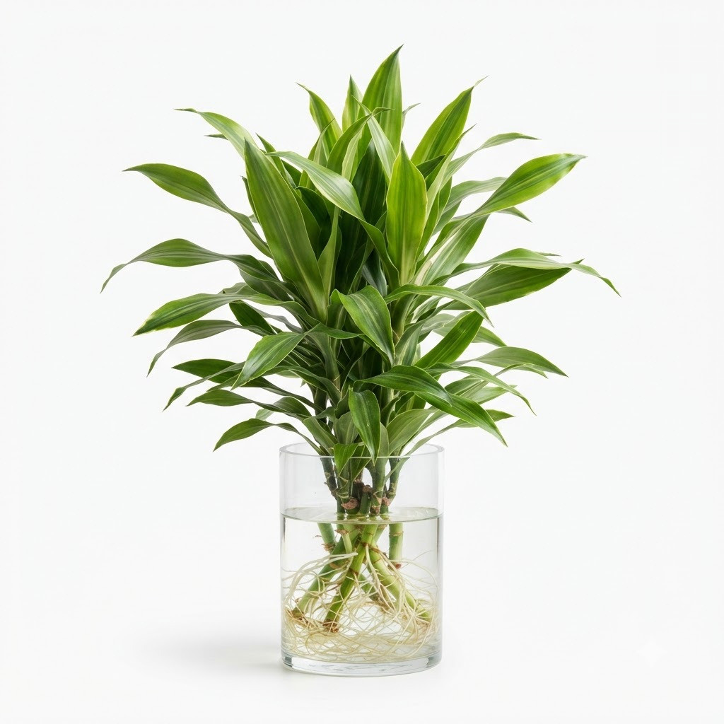 Watering_Dracaena_plant_202609071237