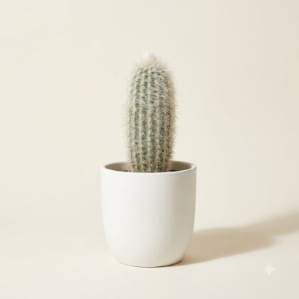 Espostoa lanata cactus with white hair-like spines in a smooth white pot.