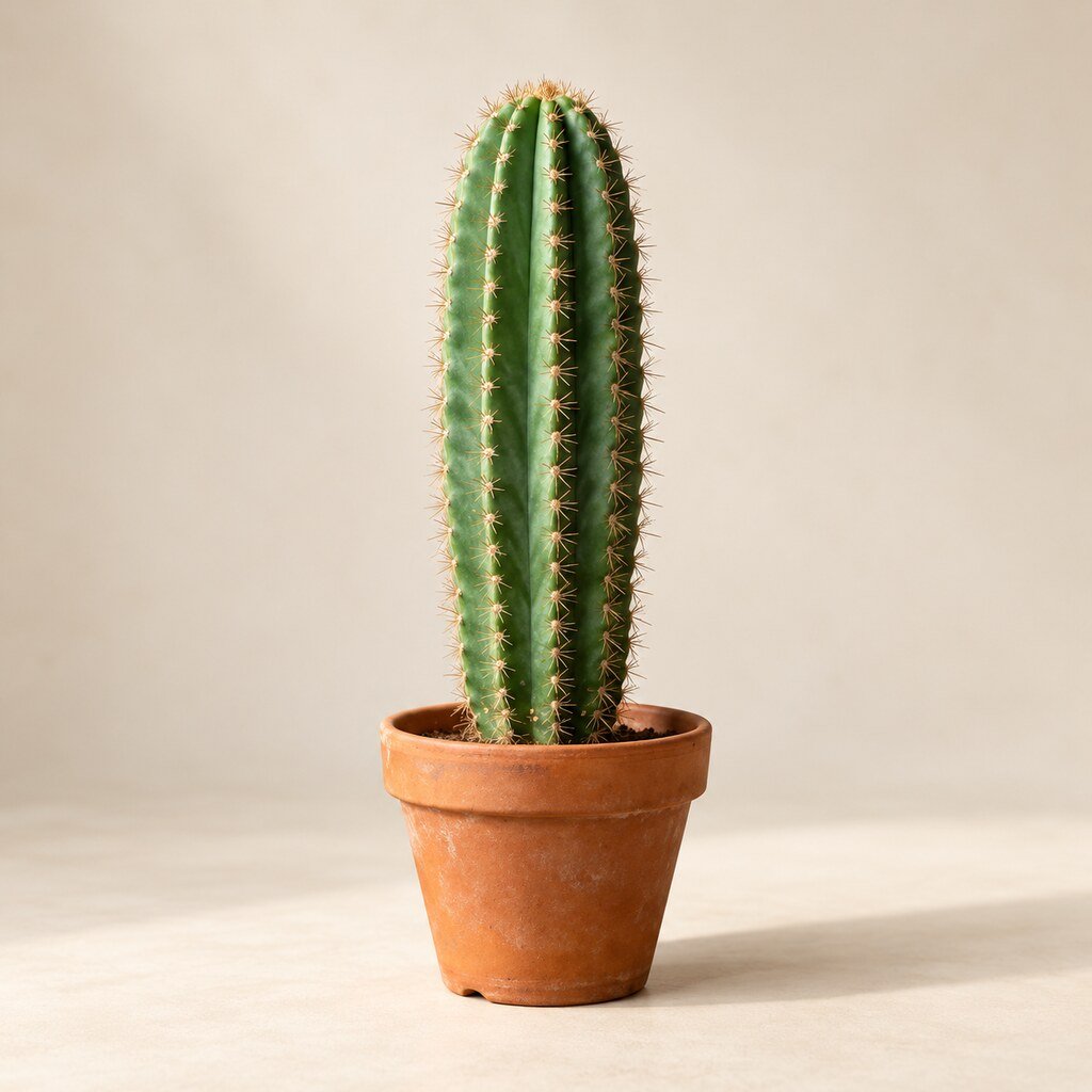 Asplenium Venus - Image 4