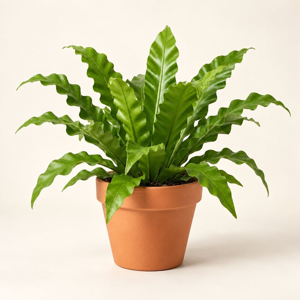 Asplenium Leslie - Image 2