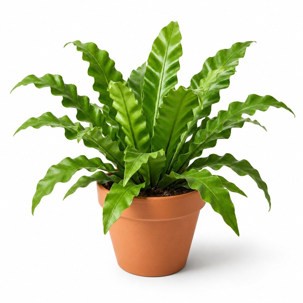 Asplenium Leslie - Image 4