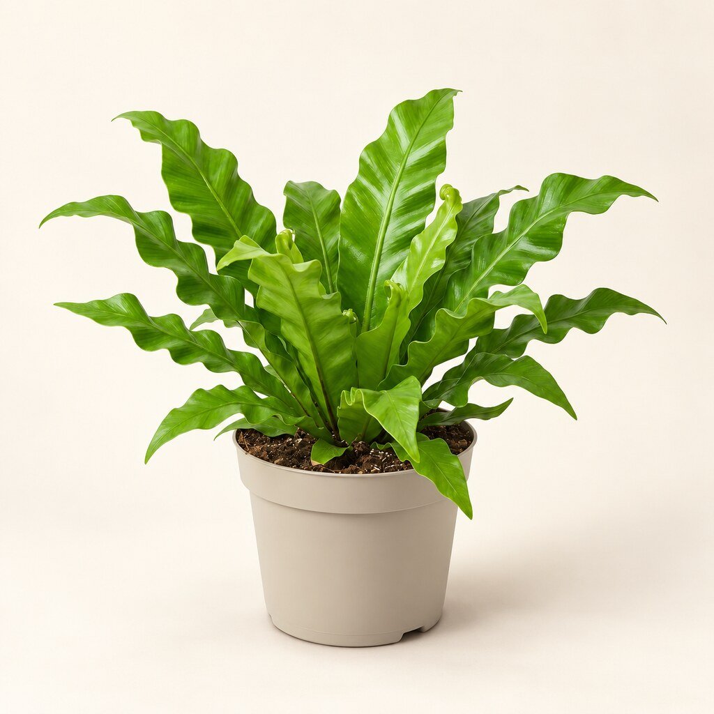 Asplenium Venus - Image 3