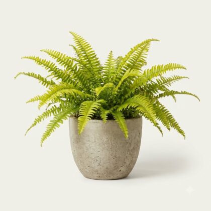 Golden Boston Fern in a textured grey pot against a plain background.