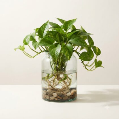 Green Money Water Plant