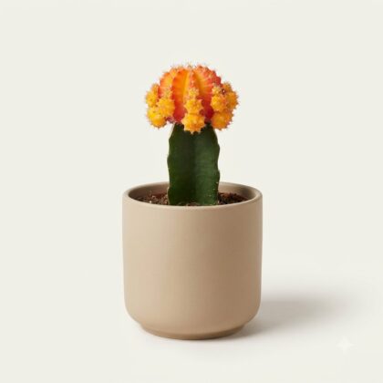 Gymnocalycium Orange and Yellow Moon Cactus
