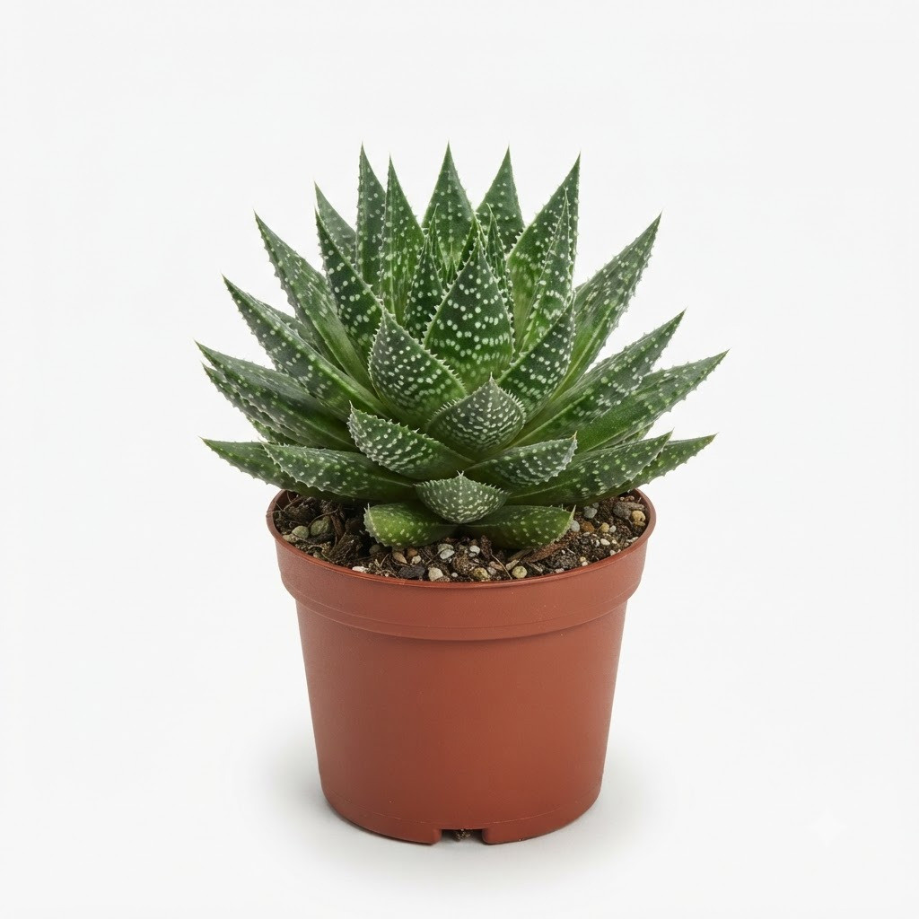 Haworthia_Aloe_Bright_Star_potted_202609071237