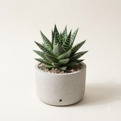 Haworthia Aloe Variegata (Tiger Aloe)