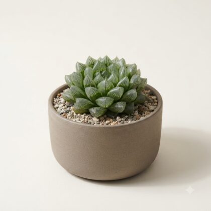 Haworthia Cv. 'Krakusa Compto'
