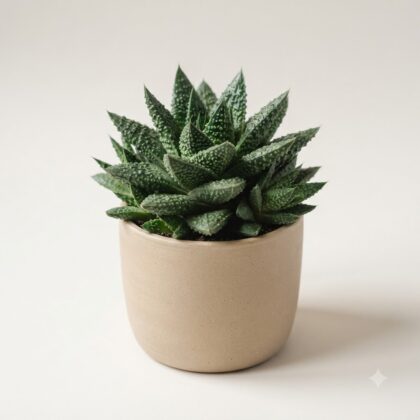 Haworthia Gasteria Little Warty succulent in a beige ceramic pot against a neutral background.