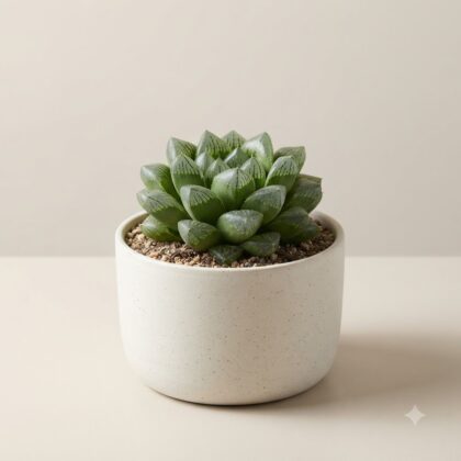 Haworthia magnifica succulent in a speckled white ceramic pot against a neutral background.